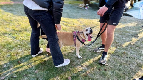 W Bydgoszczy odbyła się 25. edycja Leśnego Biegu Kolejarskiego. Udział w imprezie wzięło łącznie około 800 uczestników - wśród nich dzieci, a nawet psy/fot. Izabela Langner