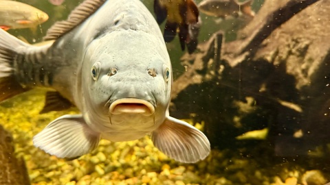 Morskie akwarium w Ogrodzie Zoologicznym w Bydgoszczy. / Fot. Izabela Langner