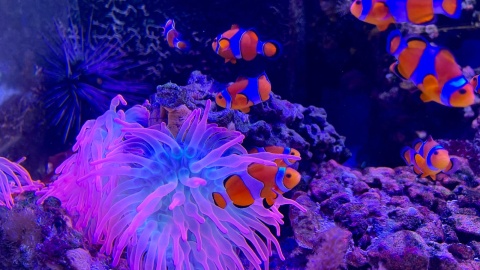 Morskie akwarium w Ogrodzie Zoologicznym w Bydgoszczy. / Fot. Izabela Langner