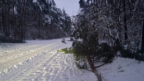 Najwięcej strażackich interwencji dotyczyło oberwanych pod naporem śniegu konarów oraz przewróconych drzew/fot. Magdalena Gill
