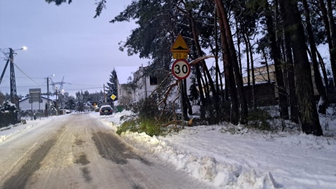 Najwięcej strażackich interwencji dotyczyło oberwanych pod naporem śniegu konarów oraz przewróconych drzew/fot. Magdalena Gill