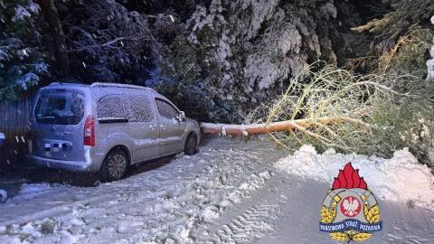 Najwięcej strażackich interwencji dotyczyło oberwanych pod naporem śniegu konarów oraz przewróconych drzew/fot. KM PSP Toruń