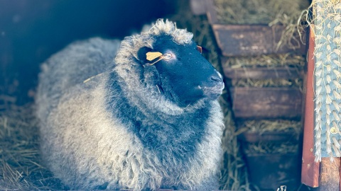 W „Zooreporterze" mówiliśmy o owcach z bydgoskiego zoo/fot. Izabela Langner