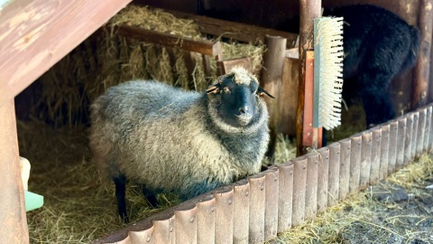 W „Zooreporterze" mówiliśmy o owcach z bydgoskiego zoo/fot. Izabela Langner