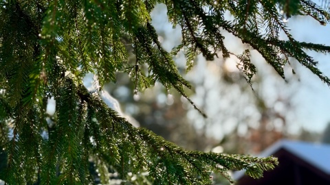 W „Zooreporterze" mówiliśmy o owcach z bydgoskiego zoo/fot. Izabela Langner