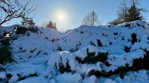 W „Zooreporterze" mówiliśmy o owcach z bydgoskiego zoo/fot. Izabela Langner