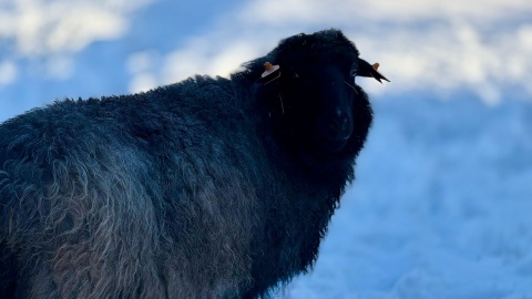W „Zooreporterze" mówiliśmy o owcach z bydgoskiego zoo/fot. Izabela Langner
