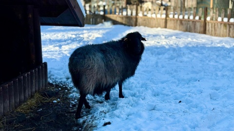 W „Zooreporterze" mówiliśmy o owcach z bydgoskiego zoo/fot. Izabela Langner