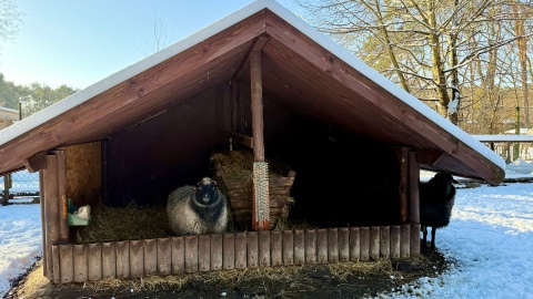 W „Zooreporterze" mówiliśmy o owcach z bydgoskiego zoo/fot. Izabela Langner