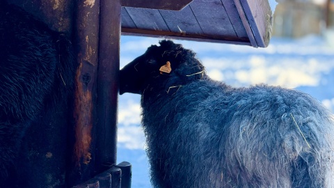 W „Zooreporterze" mówiliśmy o owcach z bydgoskiego zoo/fot. Izabela Langner