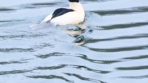 Ptaki wypatrzone podczas spaceru/fot. Dawid Kilon