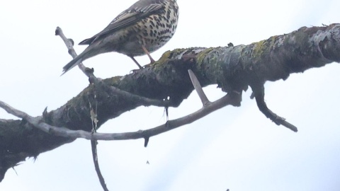 Ptaki wypatrzone podczas spaceru/fot. Dawid Kilon