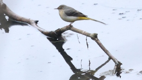 Ptaki wypatrzone podczas spaceru/fot. Dawid Kilon