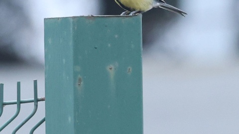 Ptaki wypatrzone podczas spaceru/fot. Dawid Kilon