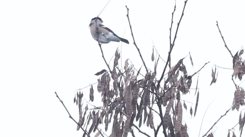 Ptaki wypatrzone podczas spaceru/fot. Dawid Kilon
