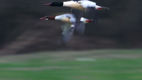 Ptaki wypatrzone podczas spaceru/fot. Dawid Kilon