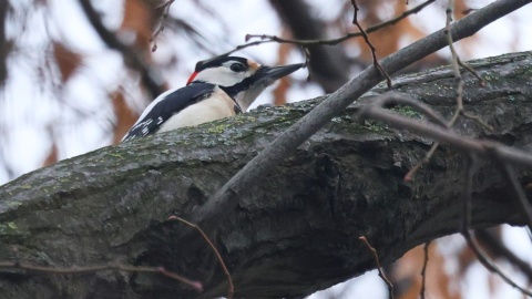 Ptaki wypatrzone podczas spaceru/fot. Dawid Kilon