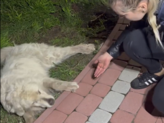 Śmierć psa przy ul. Płockiej we Włocławku. Co było powodem Śledztwo prowadzi policja