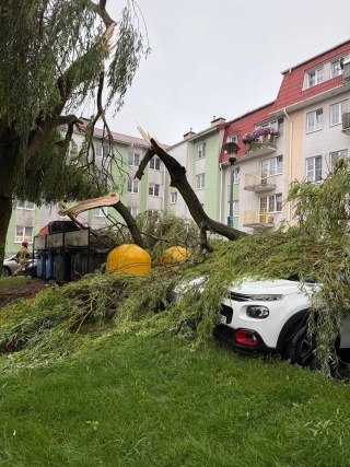 Konar spadł na samochody w Grudziądzu Interwencja strażaków po silnym wietrze
