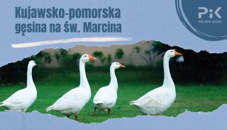 Mamy aż 260 gęsich tuszek do rozdania Akcja Kujawsko-pomorska gęsina na świętego Marcina