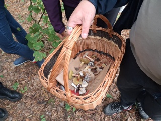 Nie znasz się na grzybach Zbieraj je z sanepidem i leśnikami, zapisy trwają
