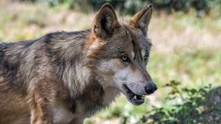 Wilki wychodzą z lasu i zapuszczają się na pobliskie osiedla. Były widziane w Zielonce