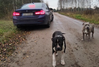 Te psy uciekły właścicielowi i błąkały się po Nekli. Policjanci zatrzymali je na drodze [zdjęcia]