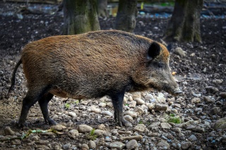 Dziki padają jak muchy. Ogniska afrykańskiego pomoru świń w Kujawsko-Pomorskiem