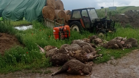 Po ataku na owce w Jeżewie. RDOŚ: Na terenie gospodarstwa znaleźliśmy tropy wilka