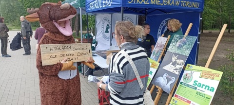 Łoś jest dziki, nawet jeśli słodki Leśnicy o tym, co robić, gdy spotkamy dzikie zwierzę