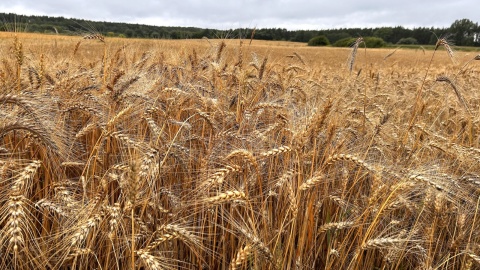 Pogoda nie rozpieszcza rolników Żniwa trwają od deszczu do deszczu