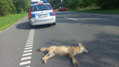 Ciężarówka potrąciła wilka pod Włocławkiem. Co się dzieje, gdy ginie zwierzę pod ochroną