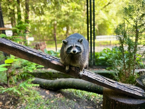 Nie ma lepszych cwaniaków w lesie niż szopy. To kolejni bohaterowie cyklu Zooreporter w Polskim Radiu PiK