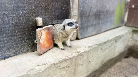 Waleczne surykatki gwiazdami ogrodów zoologicznych Kolejna odsłona cyklu ZOOReporter w PR PiK