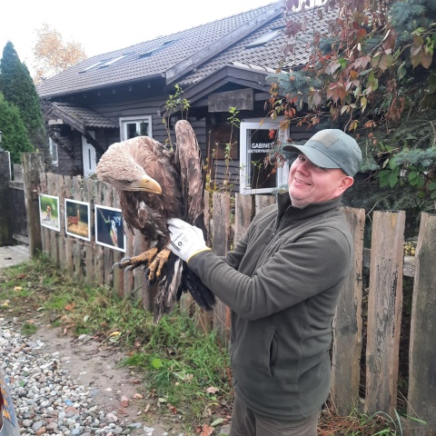 Orzeł bielik złamał skrzydło. Ptak uratowany przez strażników z Inowrocławia