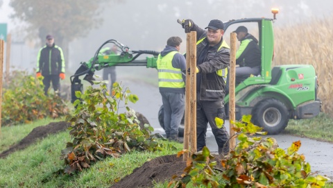 Odtwarzają zielone aleje wzdłuż dróg wojewódzkich. Gdzie w regionie sadzą drzewa