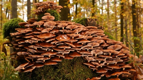 Naukowcy z USA: Z żywej grzybni można tworzyć organiczne komputery