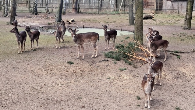 Łoś Wojtek, kapibary Astrid i Franek, lemury Lori i Lotka. Co się dzieje wiosną w zoo [zdjęcia]