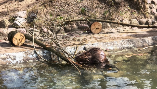 Niemiecki gość w zoo w bydgoskim Myślęcinku. Bóbr Benio już urządza sobie dom