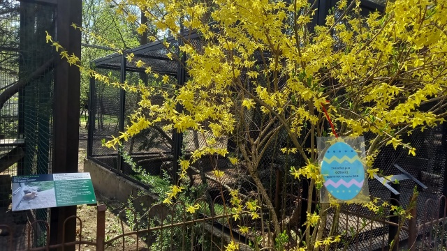 Wielkanocne pisanki rozrzucone po bydgoskim ZOO Czas je odnaleźć [zdjęcia]