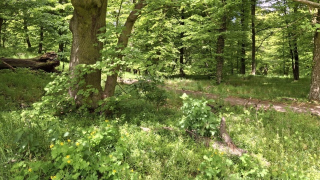 Nowa przyrodnicza perełka w regionie  rezerwat Wyrwa został otwarty. Struga pełna rzadkich ryb i ptaków