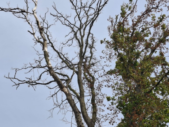 Suche konary nadal przy dw 272. Kierowcy się skarżą, bo nic się nie zmieniło