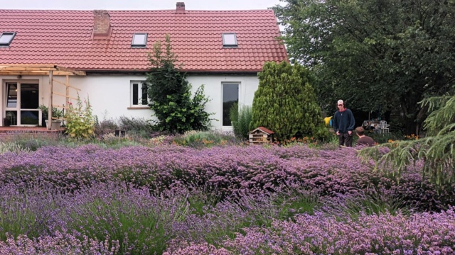 Lawendowe pole jest pachnące i smaczne � z nutą rękodzieła Kolejny festiwal w Leszczach [zdjęcia]