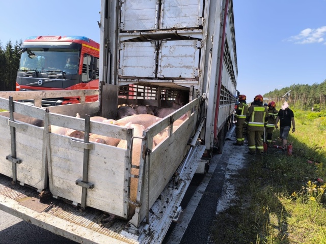 Po pożarze samochodu ciężarowego przewożącego trzodę chlewną na DK10 w Emilianowie [zdjęcia]