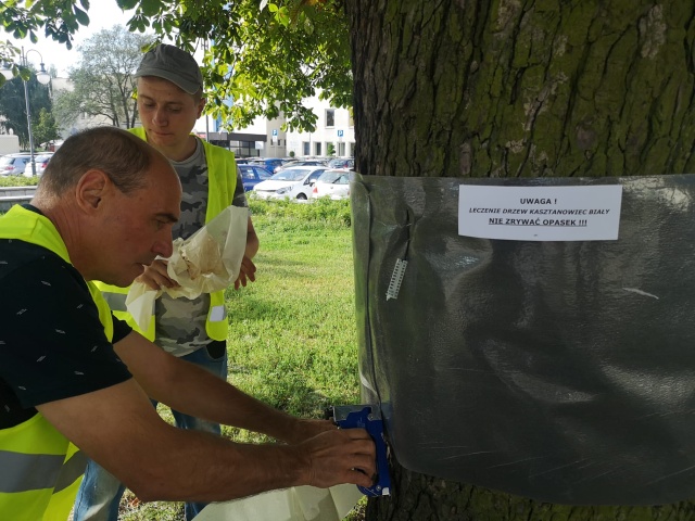 Specjalne opaski na drzewach. Tak we Włocławku ochronią kasztanowce przed szkodnikami