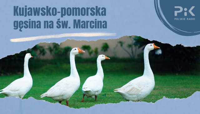 Mamy aż 260 gęsich tuszek do rozdania Akcja Kujawsko-pomorska gęsina na świętego Marcina