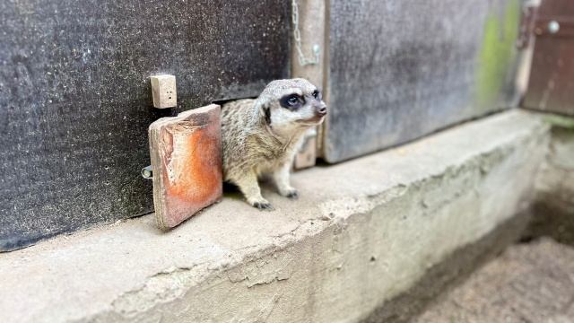 Waleczne surykatki gwiazdami ogrodów zoologicznych Kolejna odsłona cyklu ZOOReporter w PR PiK
