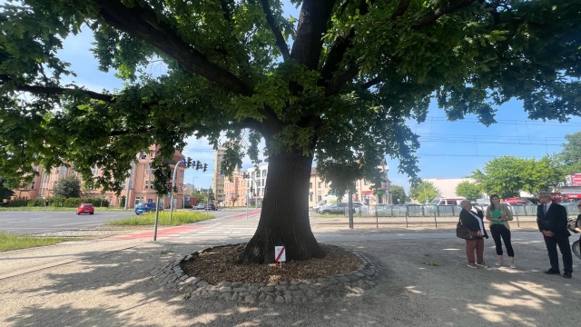 Dęby, klony, grusza czy magnolia Ostatni dzień głosowania na Bydgoskie Drzewo Roku