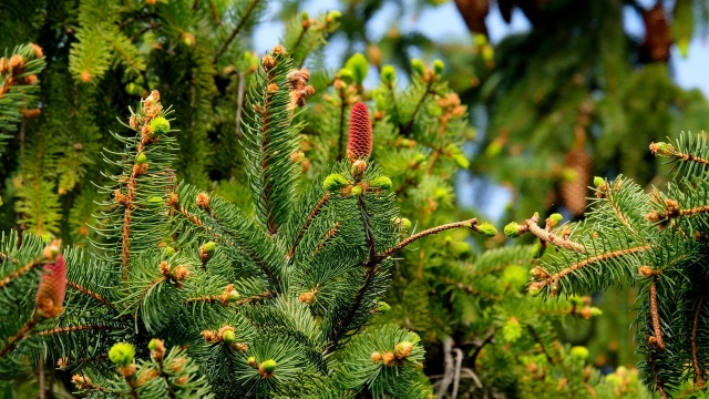Chcą zapobiegać kradzieży gałęzi drzew iglastych. W lasach i na targowiskach trwa akcja Stroisz