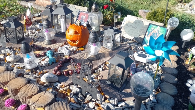 Wiatraczki, zdjęcia, znicze w kształcie kości i pomniki na cmentarzu dla zwierząt w Toruniu